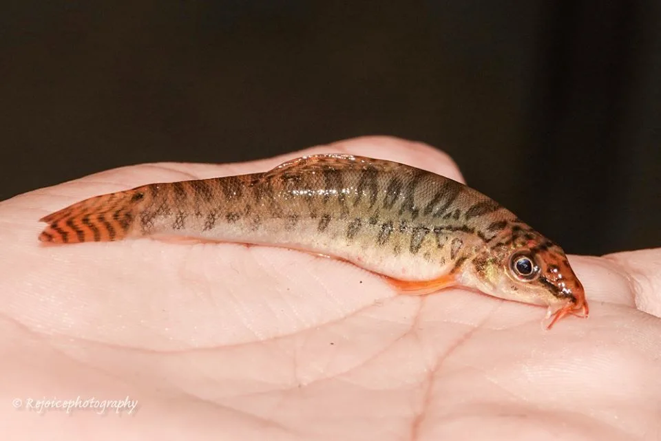 Foto de Acanthocobitis botia em ambiente natural ou aquário