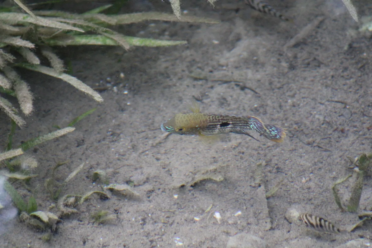 Foto de Andinoacara rivulatus em ambiente natural ou aquário