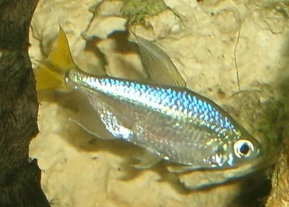 Foto de Alestopetersius caudalis em ambiente natural ou aquário