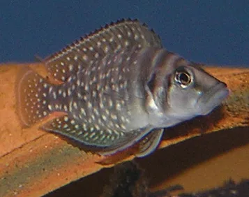 Foto de Altolamprologus calvus em ambiente natural ou aquário