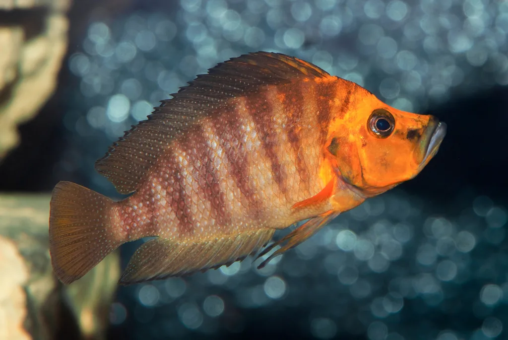 Foto de Altolamprologus compressiceps em ambiente natural ou aquário