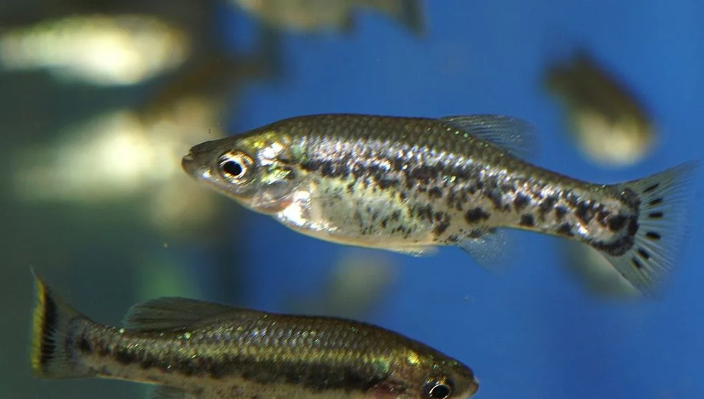 Foto de Ameca splendens em ambiente natural ou aquário