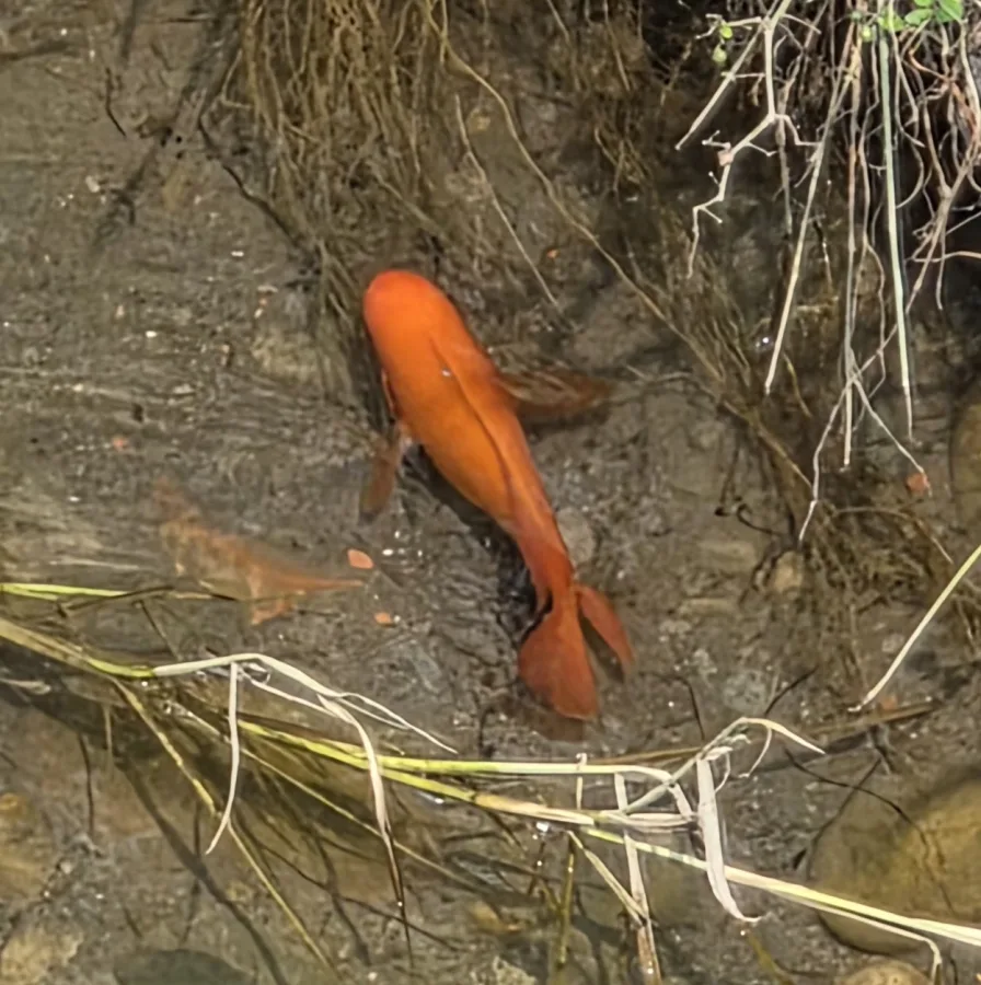 Foto de Amphilophus citrinellus em ambiente natural ou aquário