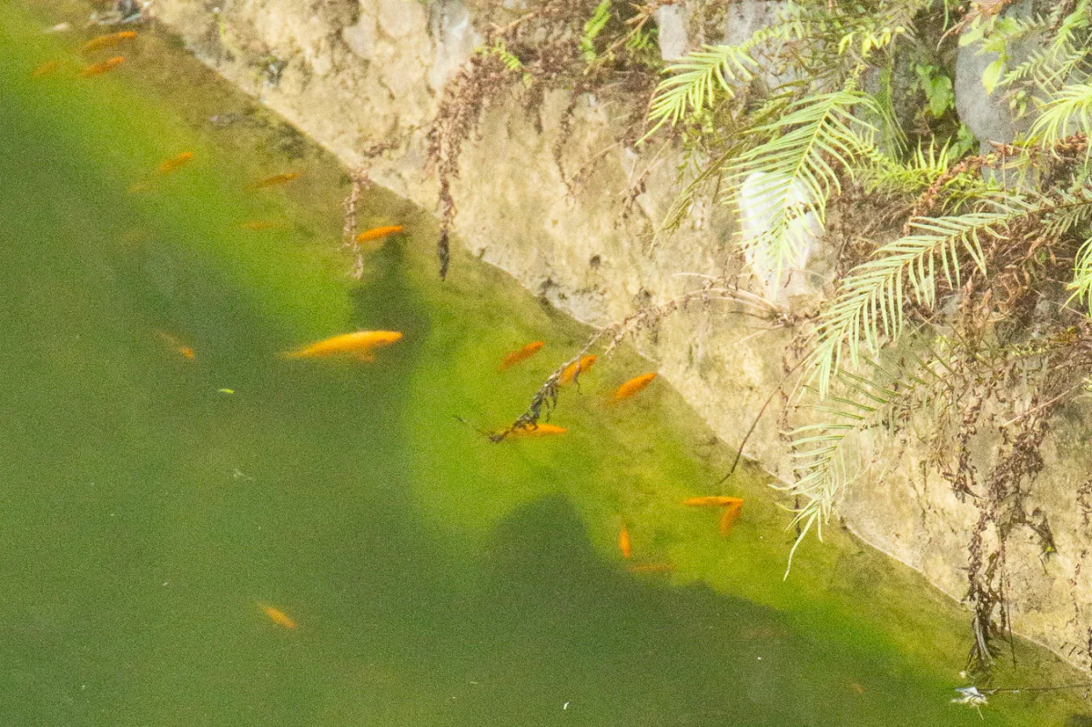 Foto de Amphilophus labiatus em ambiente natural ou aquário