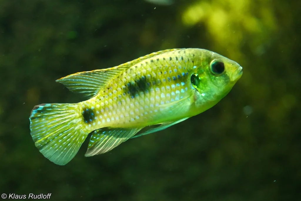Foto de Anomalochromis thomasi em ambiente natural ou aquário