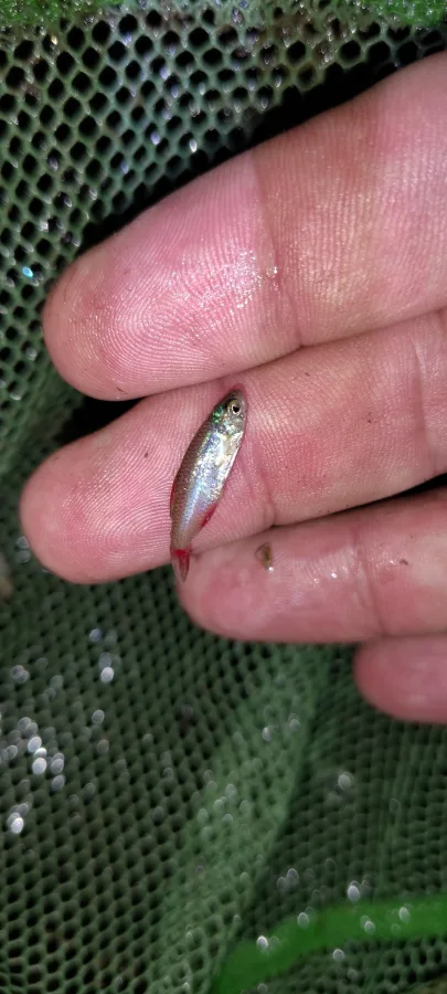 Foto de Aphyocharax anisitsi em ambiente natural ou aquário
