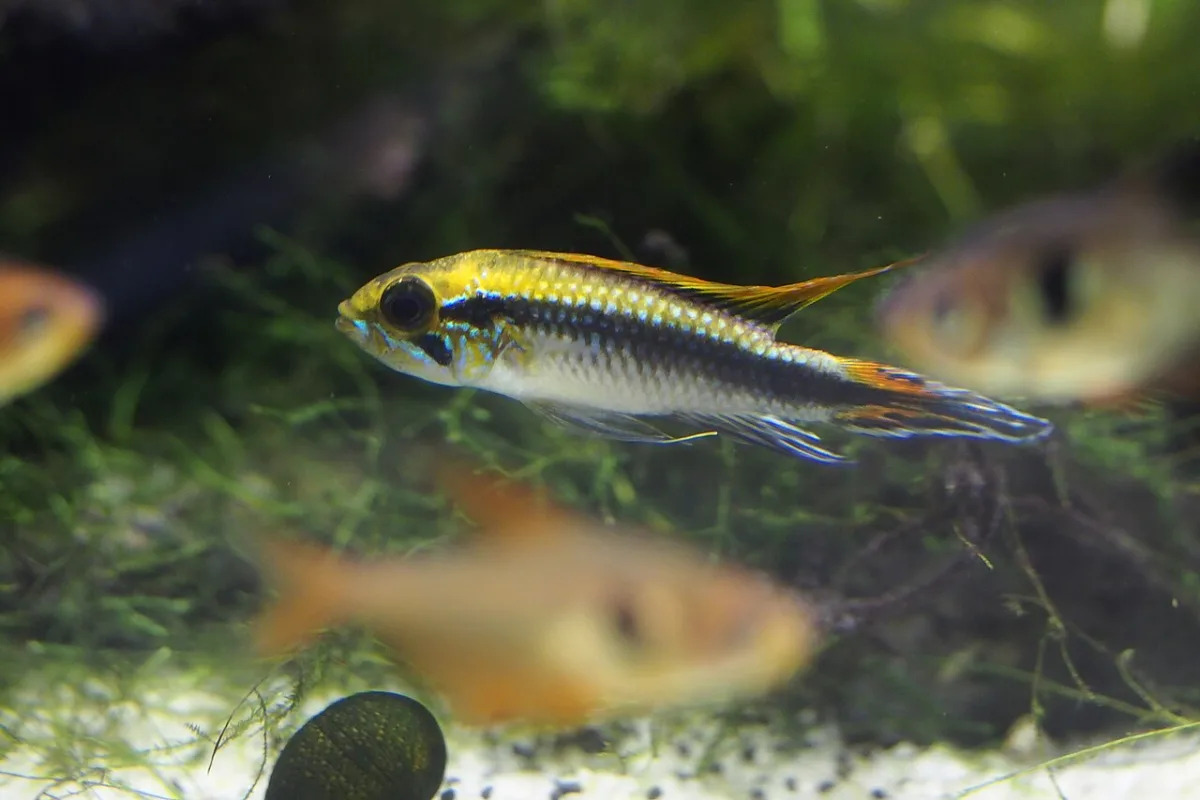 Foto de Apistogramma agassizi em ambiente natural ou aquário