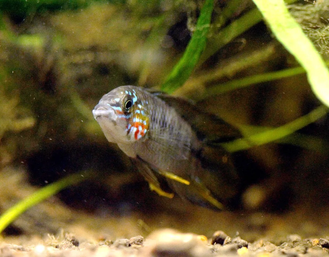 Foto de Apistogramma borelli em ambiente natural ou aquário