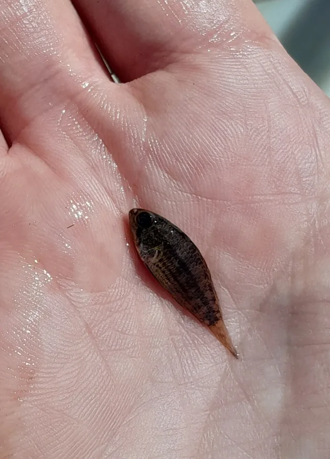 Foto de Apistogramma commbrae em ambiente natural ou aquário