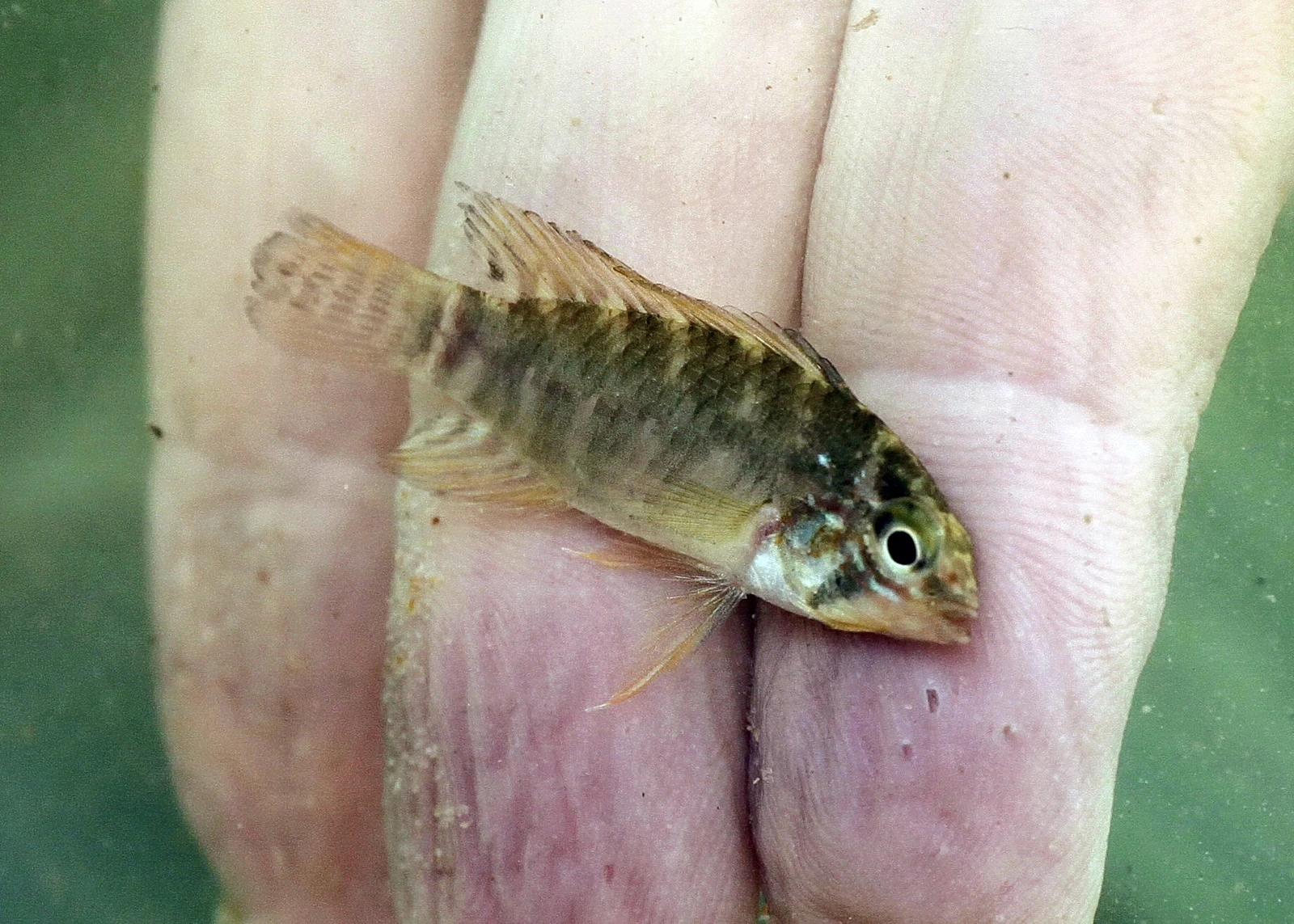 Foto de Apistogramma eunotus em ambiente natural ou aquário