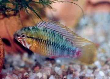 Foto de Apistogramma hongsloi em ambiente natural ou aquário
