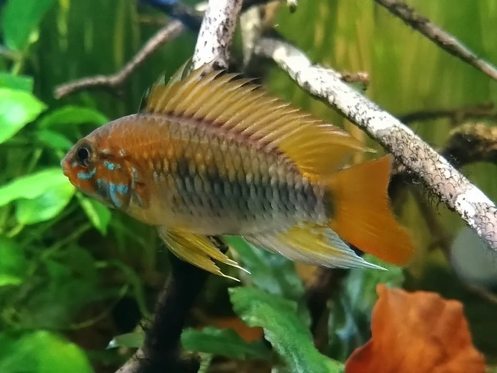 Foto de Apistogramma macmasteri em ambiente natural ou aquário