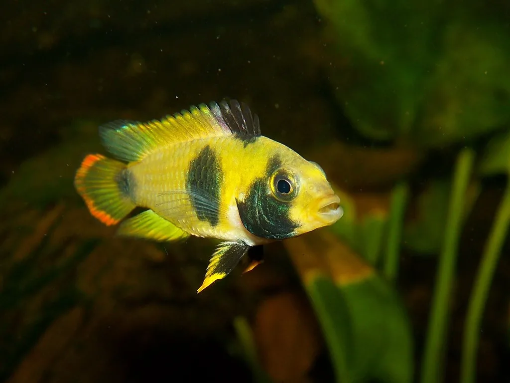 Foto de Apistogramma nijsseni em ambiente natural ou aquário