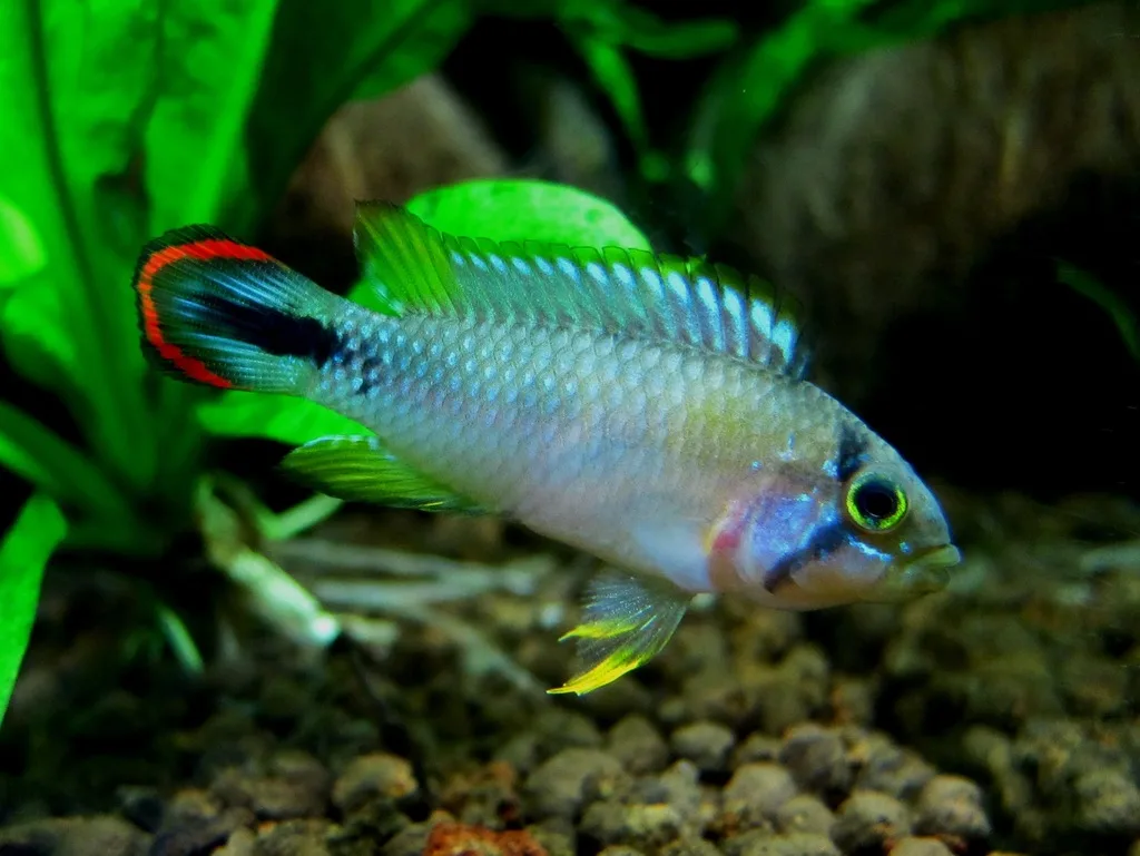 Foto de Apistogramma panduro em ambiente natural ou aquário
