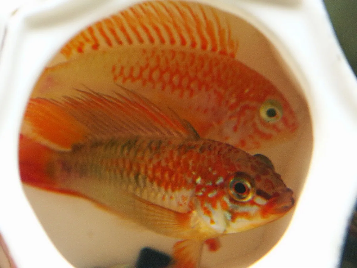 Foto de Apistogramma viejita em ambiente natural ou aquário