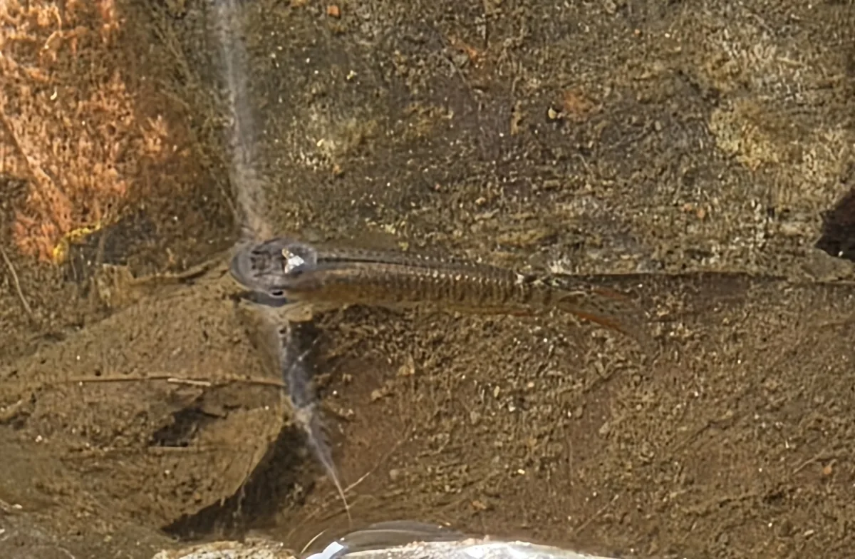 Foto de Aplocheilus lineatus em ambiente natural ou aquário