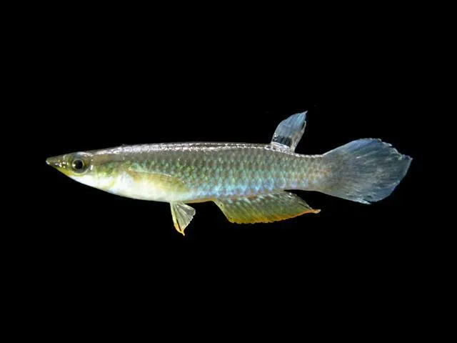 Foto de Aplocheilus panchax em ambiente natural ou aquário