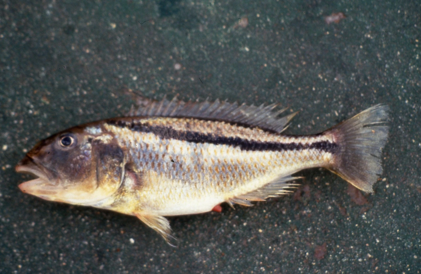 Foto de Aristochromis christyi em ambiente natural ou aquário