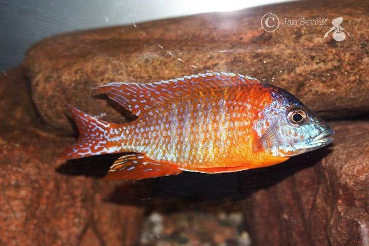 Foto de Aulonocara nyassae em ambiente natural ou aquário