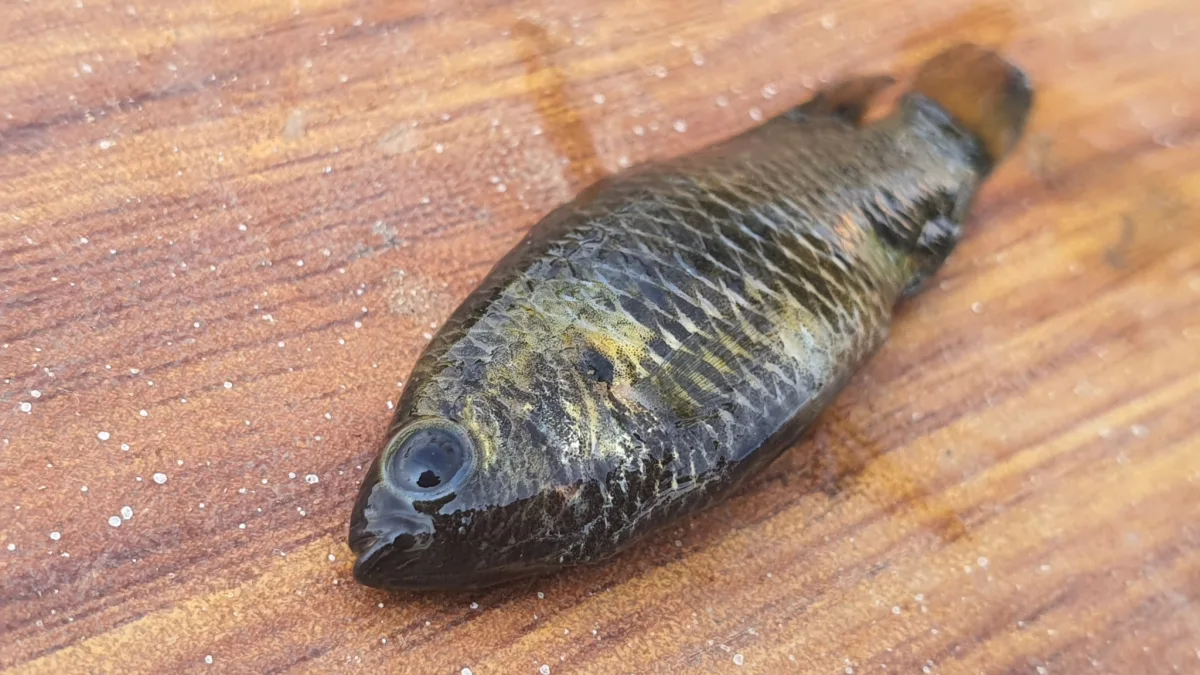 Foto de Badis badis em ambiente natural ou aquário