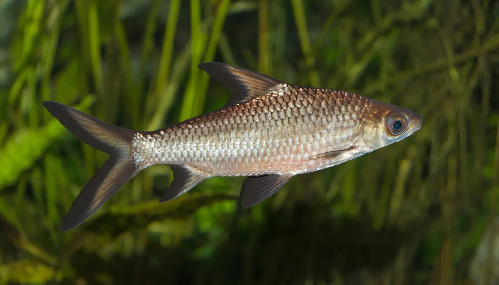 Foto de Balantiocheilos melanopterus em ambiente natural ou aquário
