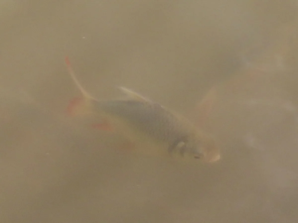Foto de Barbonymus altus em ambiente natural ou aquário