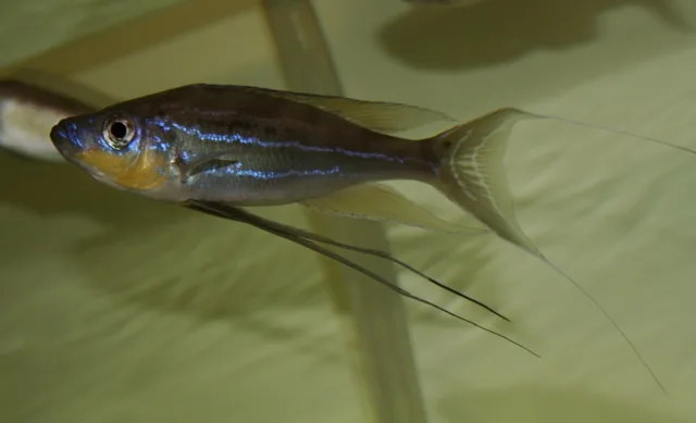 Foto de Benthochromis tricoti em ambiente natural ou aquário
