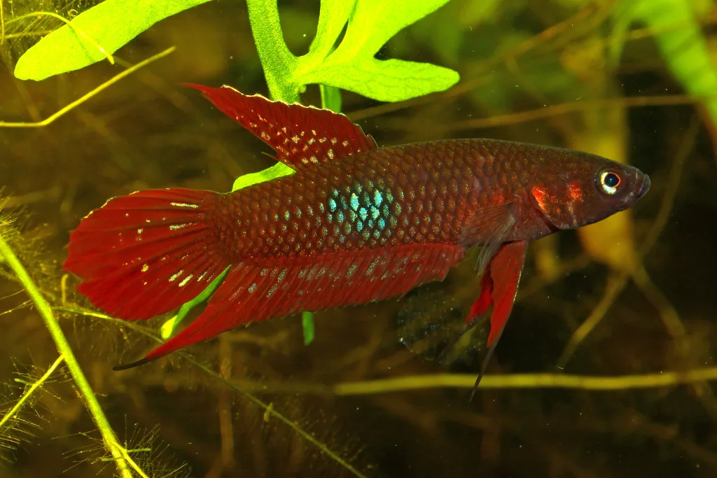 Foto de Betta coccina em ambiente natural ou aquário