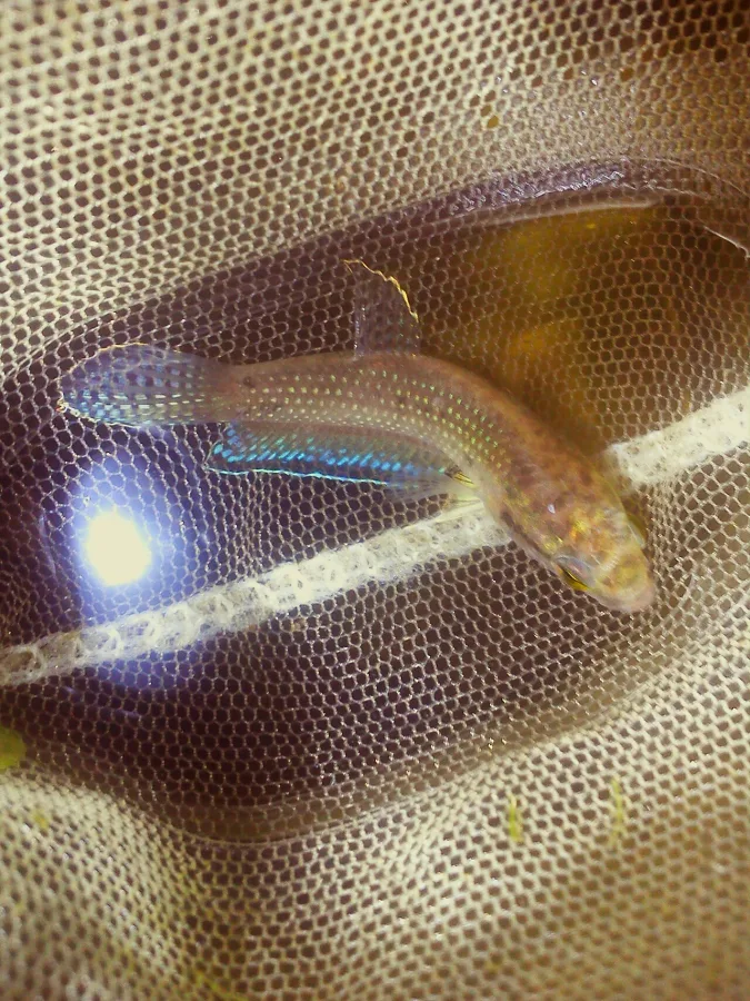 Foto de Betta falx em ambiente natural ou aquário