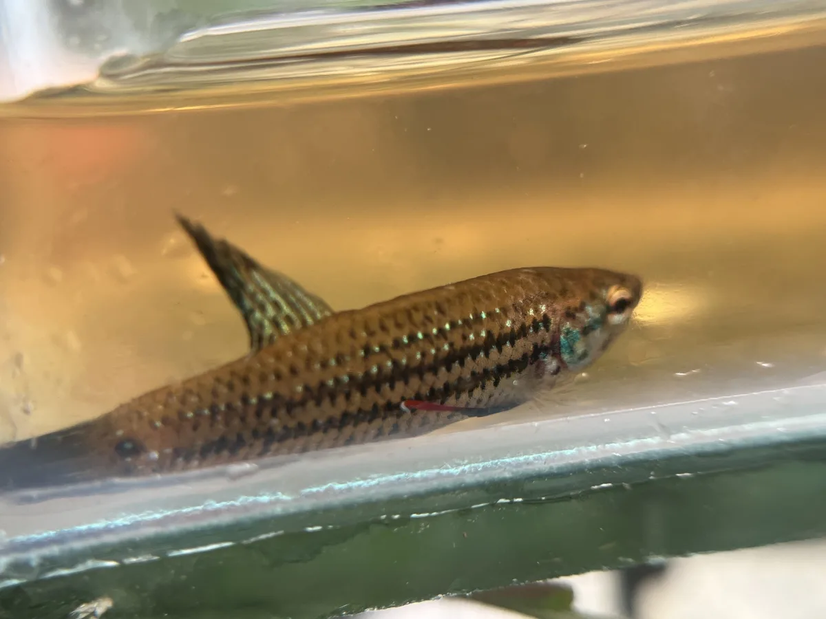 Foto de Betta imbellis em ambiente natural ou aquário