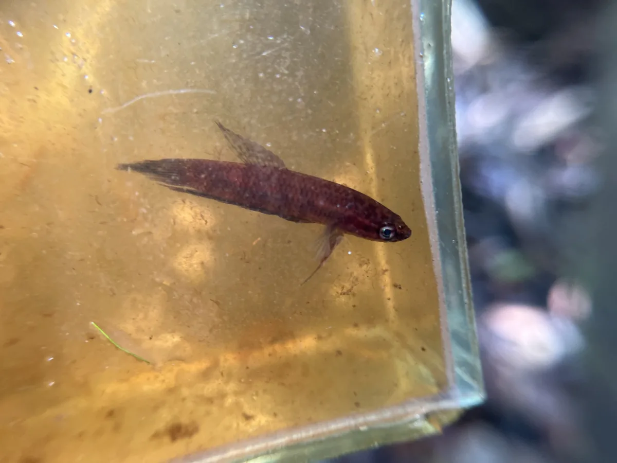 Foto de Betta livida em ambiente natural ou aquário