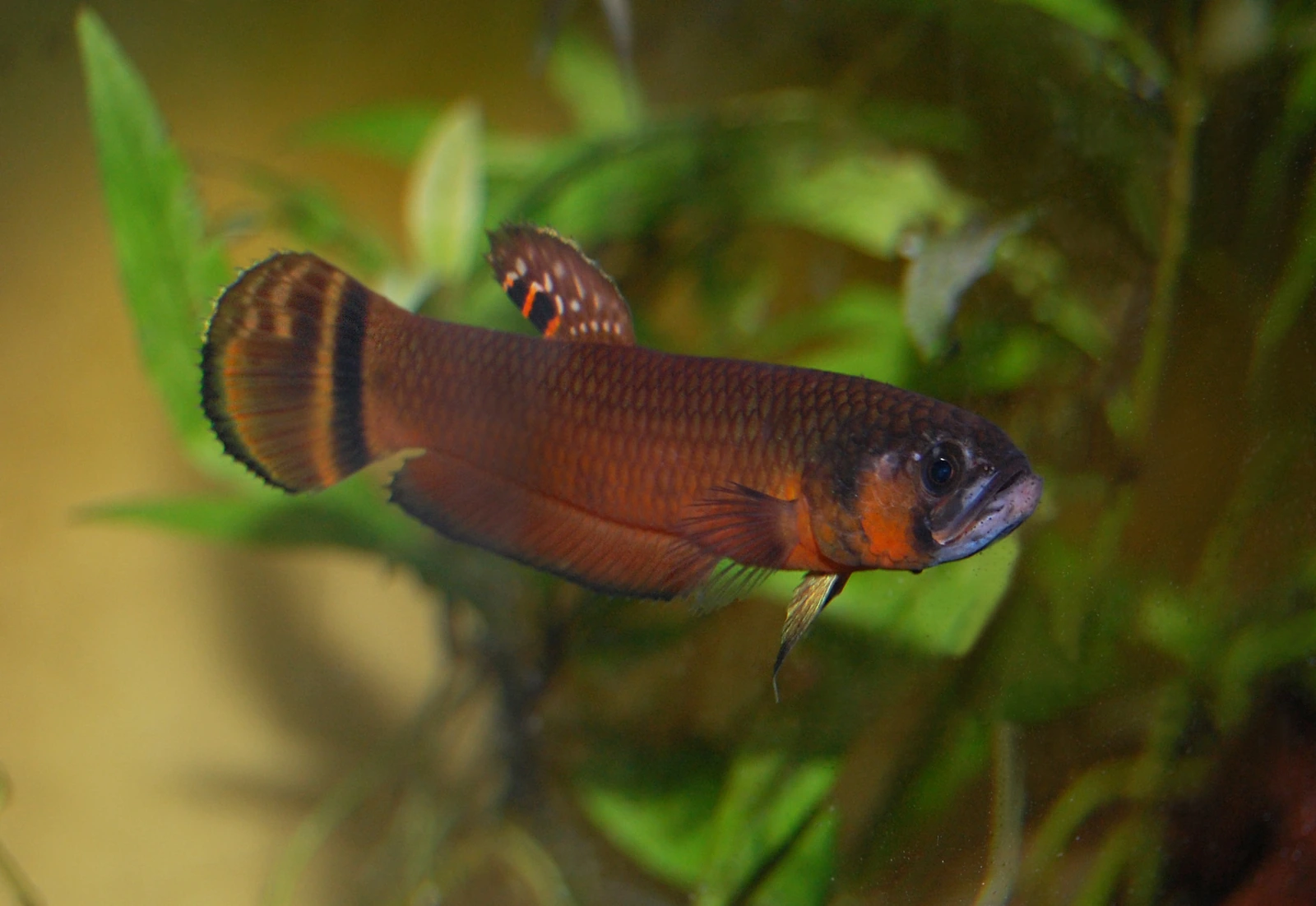 Foto de Betta macrostoma em ambiente natural ou aquário