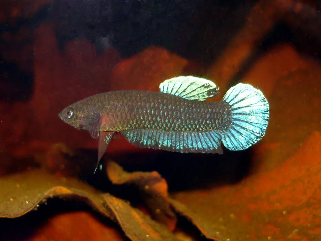 Foto de Betta persephone em ambiente natural ou aquário