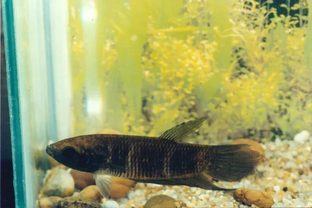 Foto de Betta pi em ambiente natural ou aquário