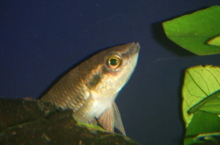 Foto de Betta pugnax em ambiente natural ou aquário