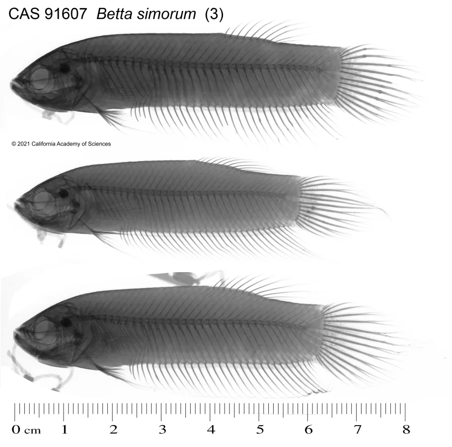 Foto de Betta simorum em ambiente natural ou aquário