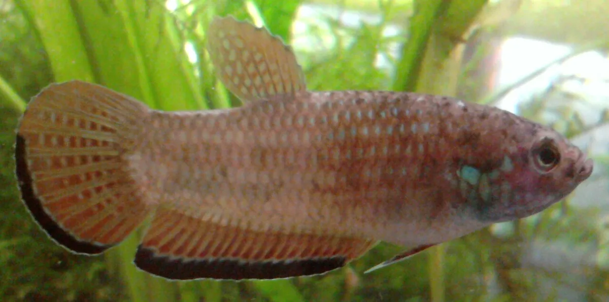 Foto de Betta simplex em ambiente natural ou aquário