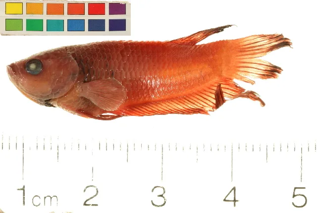Foto de Betta splendens em ambiente natural ou aquário
