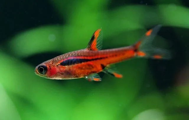 Foto de Boraras brigittae em ambiente natural ou aquário