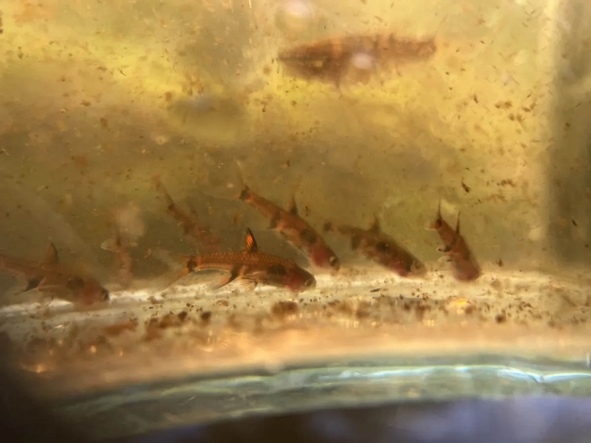 Foto de Boraras maculatus em ambiente natural ou aquário