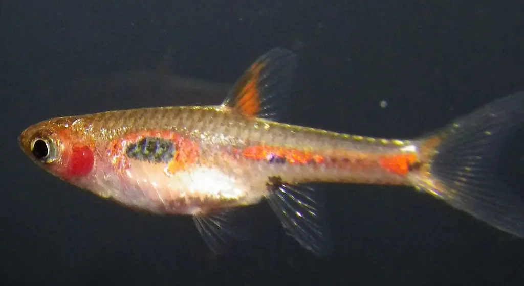 Foto de Boraras merah em ambiente natural ou aquário