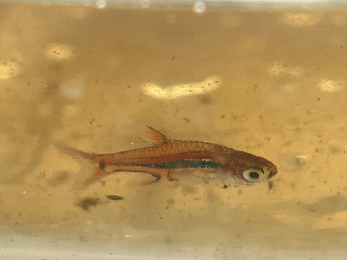 Foto de Boraras urophthalmoides em ambiente natural ou aquário