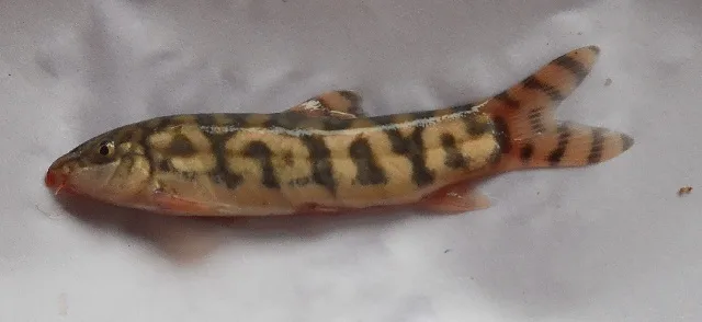 Foto de Botia lohachata em ambiente natural ou aquário