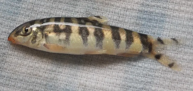 Foto de Botia rostrata em ambiente natural ou aquário