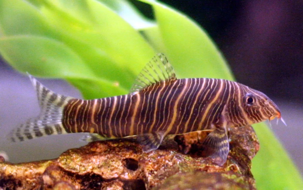 Foto de Botia striata em ambiente natural ou aquário