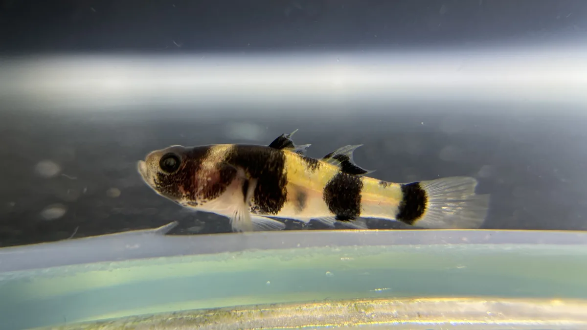 Foto de Brachygobius doriae em ambiente natural ou aquário