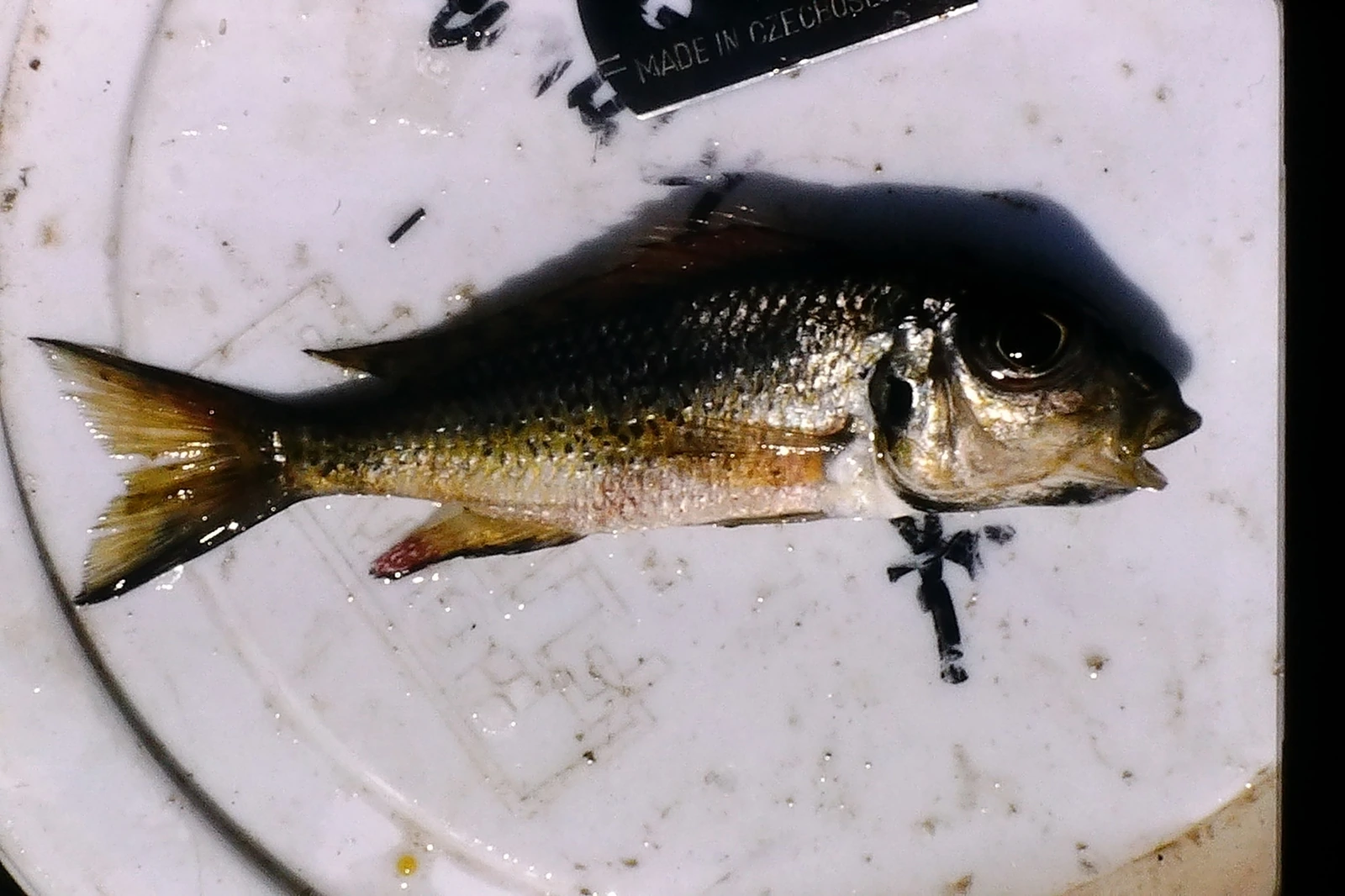 Foto de Callochromis melanostigma em ambiente natural ou aquário