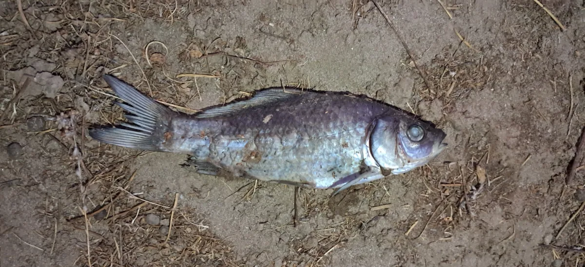 Foto de Carassius auratus em ambiente natural ou aquário