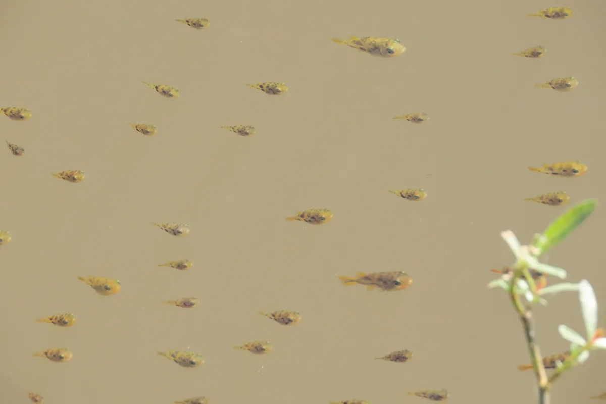 Foto de Carinotetraodon travancoricus em ambiente natural ou aquário