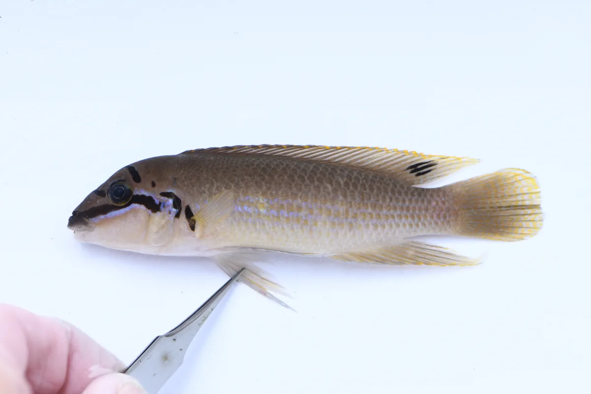 Foto de Chalinochromis brichardi em ambiente natural ou aquário